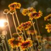 fotokurs-einster-dresden-sachsen-blumen-srose-fotografie